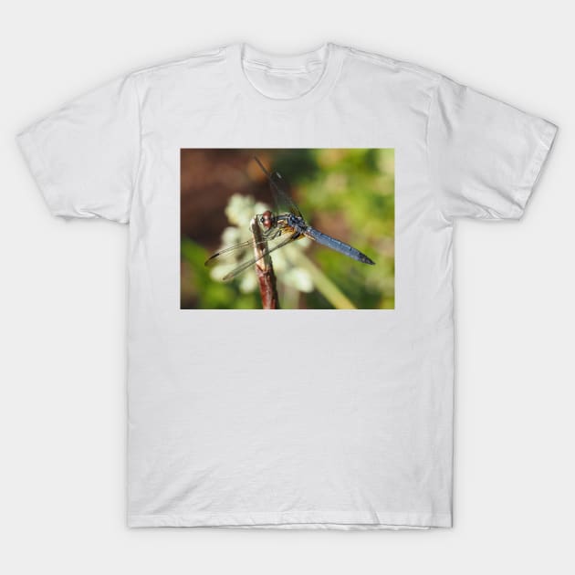 Blue dasher dragonfly (Pachydiplax longipennis) T-Shirt by SDym Photography